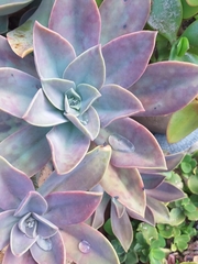 Graptoveria