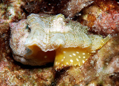 Drupina grossularia
