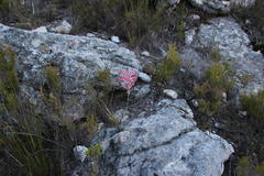 Tritoniopsis antholyza