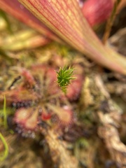 Polytrichum pallidisetum