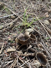 Dissingia leucomelaena