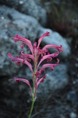 Tritoniopsis antholyza