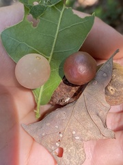 Amphibolips nubilipennis