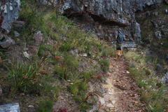 Tritoniopsis triticea