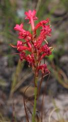 Tritoniopsis triticea