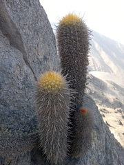 Haageocereus pseudomelanostele