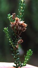 Erica brevifolia