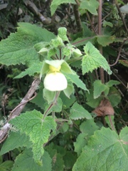 Calceolaria tripartita