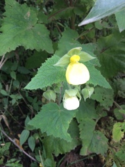 Calceolaria tripartita