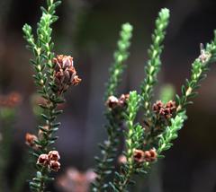 Erica brevifolia