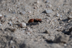 Pseudomethoca anthracina