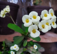 Euphorbia lophogona