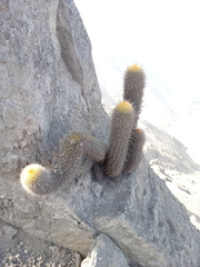 Haageocereus pseudomelanostele