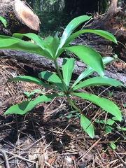 Lilium washingtonianum
