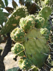 Opuntia atropes