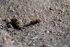 Pseudomethoca anthracina