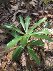 Lilium washingtonianum