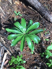Lilium washingtonianum