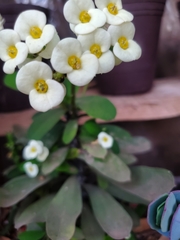 Euphorbia lophogona