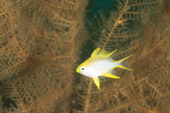 Amblyglyphidodon aureus