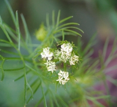 Bifora