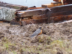 Turdus migratorius image