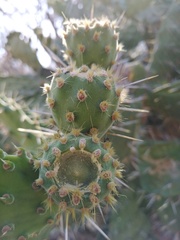 Opuntia atropes
