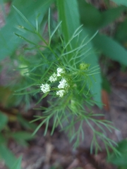 Bifora