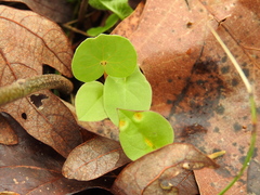 Puccinia violae