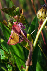 Heliothis incarnata