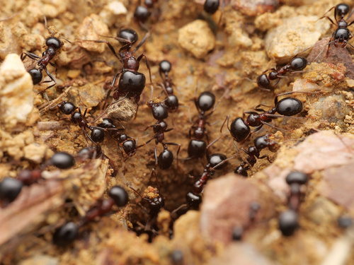 Wasmann's Harvester Ant