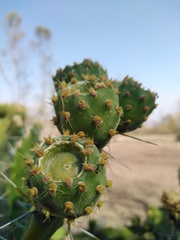Opuntia atropes