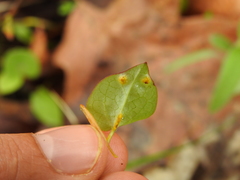 Puccinia violae