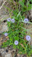 Globularia incanescens