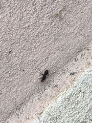 Myrmecocystus placodops