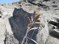 Tillandsia latifolia