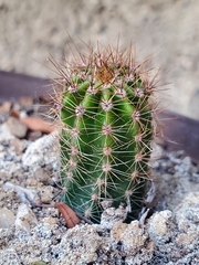 Haageocereus platinospinus