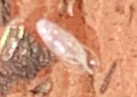 Antillean awlsnail