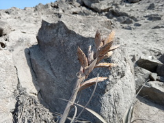 Tillandsia latifolia