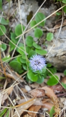 Globularia incanescens