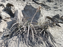 Tillandsia latifolia