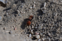 Pseudomethoca anthracina