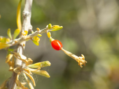 Lycium andersonii wrightii