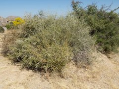 Lycium andersonii wrightii