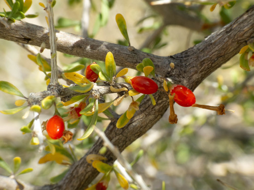 Lycium andersonii var. wrightii