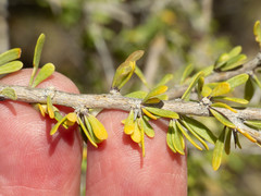 Lycium andersonii wrightii