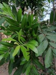 Thouinidium decandrum