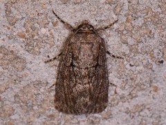 Sympistis induta