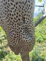 Gymnothorax isingteena