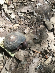 Monadenia infumata